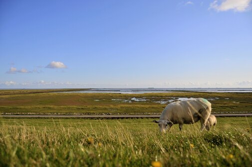 Schaf Deich Nordsee Ferienwohnung Freie Sicht Dagebuell